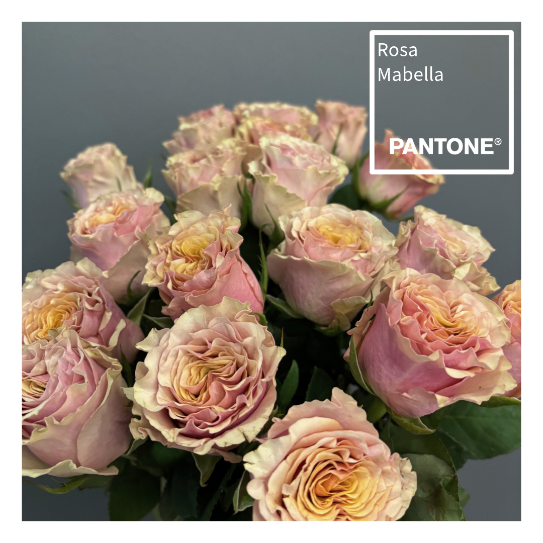 Pantone insta 1.7.png (1.56 MB)